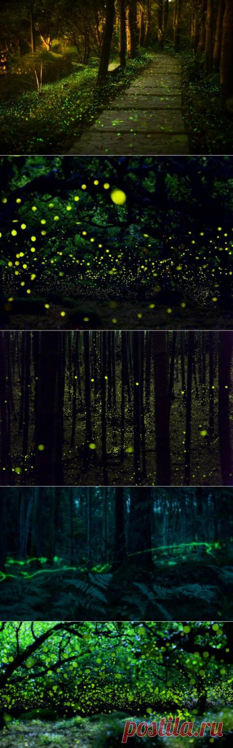 Хотаругари - любование светлячками через объектив | Интересное

Хотаругари — любование светлячками — каждое лето манит профессиональных японских фотографов в район префектур Манива и Окаяма, где многочисленные стремительные огоньки мягкого зеленовато-жёлтого цвета делают темноту волшебной.