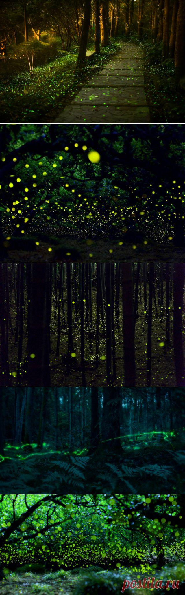Хотаругари - любование светлячками через объектив | Интересное

Хотаругари — любование светлячками — каждое лето манит профессиональных японских фотографов в район префектур Манива и Окаяма, где многочисленные стремительные огоньки мягкого зеленовато-жёлтого цвета делают темноту волшебной.