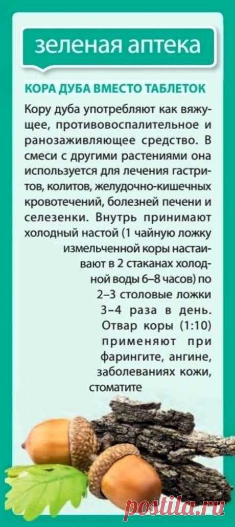 Кора дуба вместо таблеток