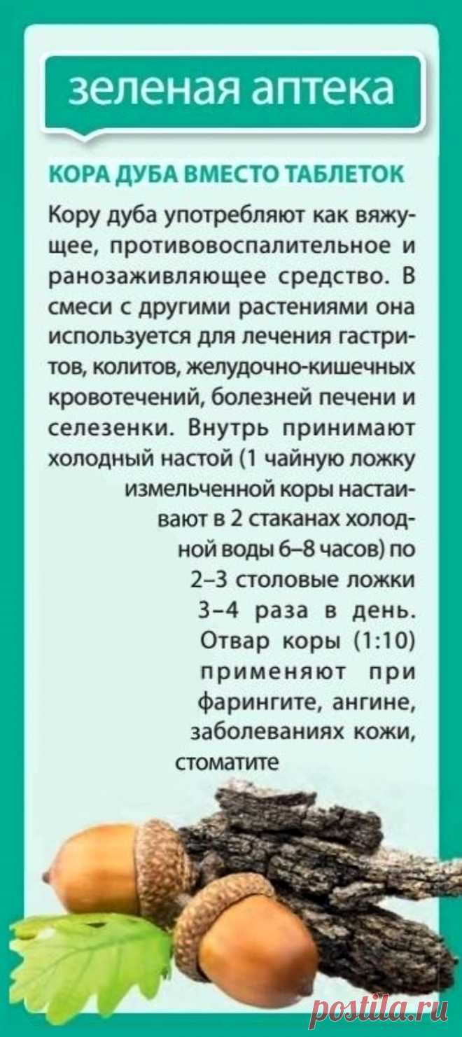 Кора дуба вместо таблеток