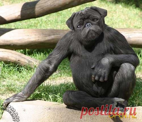 необычные животные