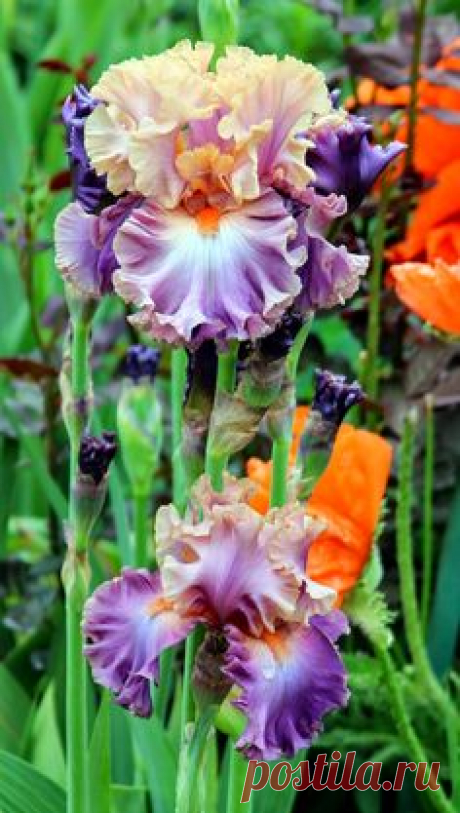 Iris