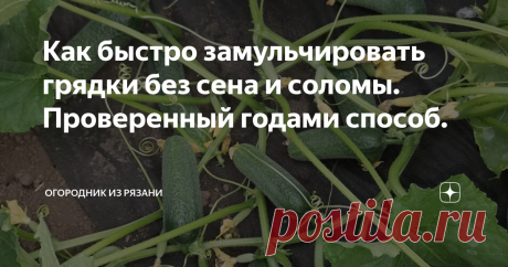 Как быстро замульчировать грядки без сена и соломы. Проверенный годами способ.  Добрый день, дорогие садоводы и огородники!  Несколько лет назад  в наш местный магазин поступил в продажу агротекстиль для мульчирования грядок. В то время для нашей деревни это было просто чудо, ведь 10 лет назад почти в каждом доме выращивали огурцы на продажу тоннами и много сил и времени тратили на прополку огуречных грядок (а их было несколько десятков).  Вот мы всей деревней решили проте...