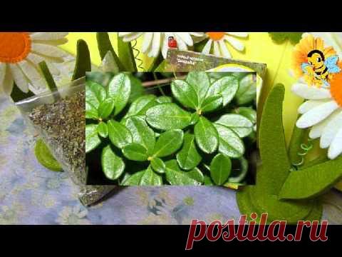 Брусничный : применение в народной медицине : Народная медицина : Здоровье : Subscribe.Ru