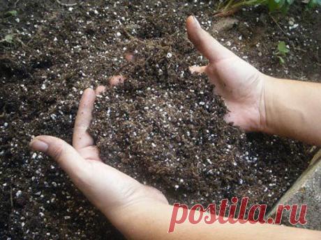 Как подкормить растения весной :: Сад и огород