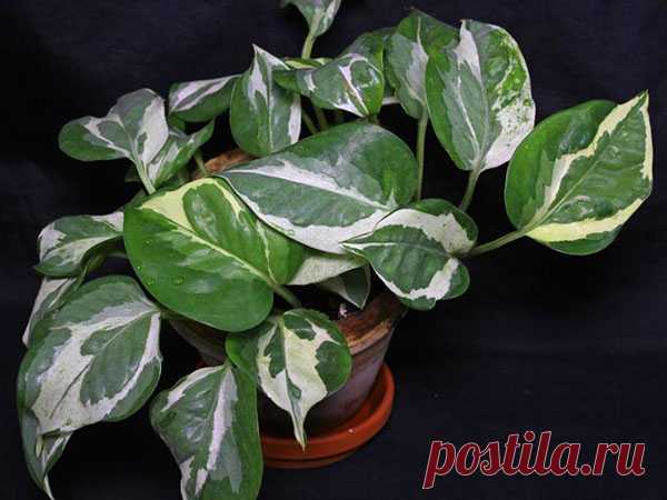 Виды и сорта сциндапсуса для выращивания дома