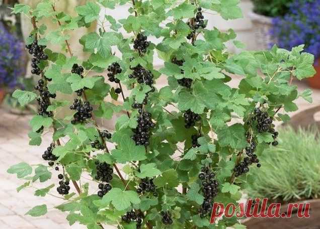 Смородина - капризная дама или культура из особенностями? Одной из наиболее распространенных культур в большинстве частных садов является смородина. Она бывает красная, белая, желтая, розовая, черная, фиолетовая, и даже зеленая. Однако на самом деле по морфологическим особенностям подразделяется лишь на два вида – красную и черную, остальные же “цвета” смо