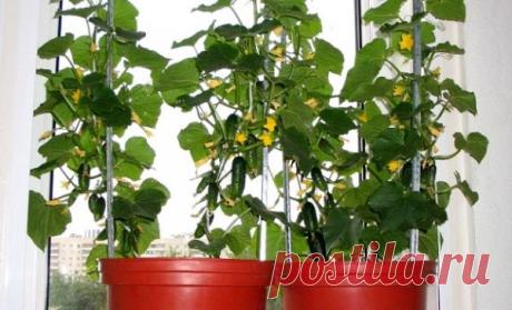 Как собрать небывалый урожай огурцов на балконе