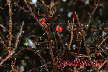 Close-up of frozen bare branches with red berries and thorns during winter at night Стоковое фото, фотограф Ilaronsia / Фотобанк Лори