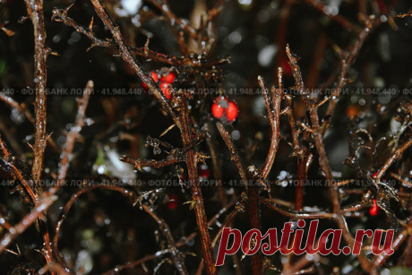 Close-up of frozen bare branches with red berries and thorns during winter at night Стоковое фото, фотограф Ilaronsia / Фотобанк Лори