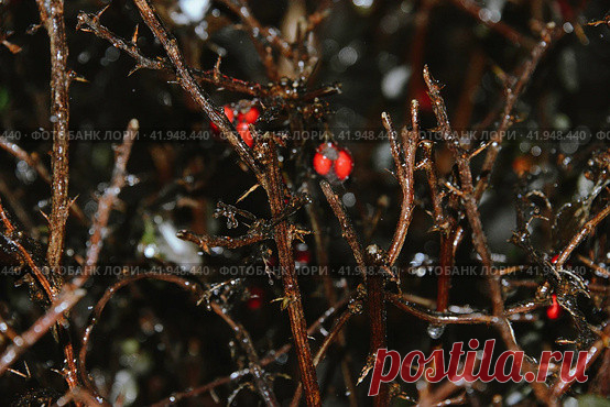 Close-up of frozen bare branches with red berries and thorns during winter at night Стоковое фото, фотограф Ilaronsia / Фотобанк Лори