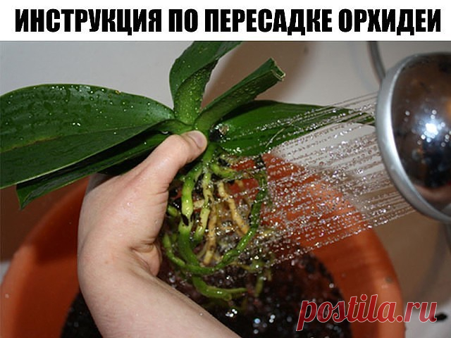 ПОШАГОВАЯ ИНСТРУКЦИЯ ПО ПЕРЕСАДКЕ ФАЛЕНОПСИСА( ОРХИДЕЯ)

Мы эту информацию собирали по крупицам, сохраняйте для себя и делитесь с друзьями. Старались для вас, дорогие). В интернете такого не найдете.

Шаг 1

Достаньте орхидею из горшка и положите её в широкий таз. Чтобы вам легче было вытащить орхидею, помните слегка стенки горшка. Если это не поможет – аккуратно, чтобы не повредить воздушные корни фаленопсиса, разрежьте или разбейте старый горшок.

Обычно, чем сильнее раз...