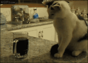 Oh cats - GIFspace