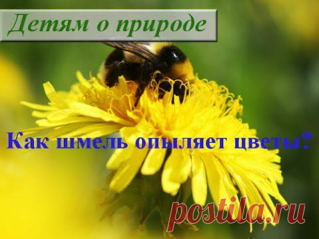 Шмель на цветке. Как шмели опыляют цветы? - YouTube