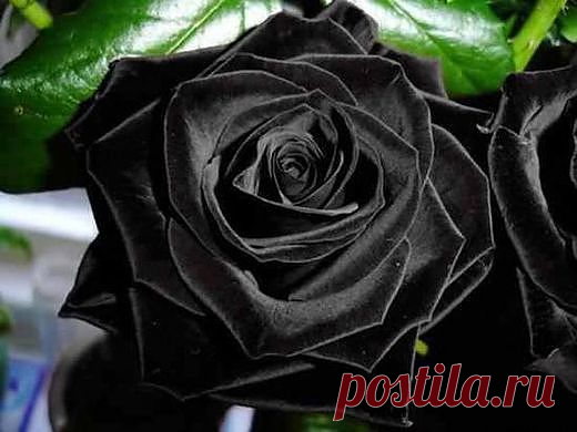 Черные Розы из Халфети - 22 Декабря 2013 - Новости криптозоологии