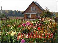 Дайджест сайтa Gardenia.ru Номер 560
