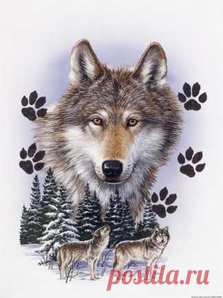 Wolf Montage/ Winter Fine Art Print by William Vanderdasson at FulcrumGallery.com