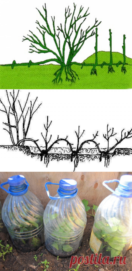 три способа размножения роз