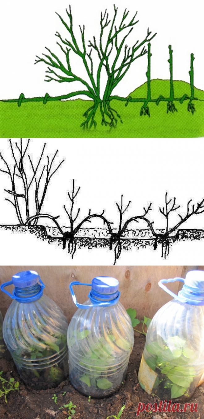 три способа размножения роз