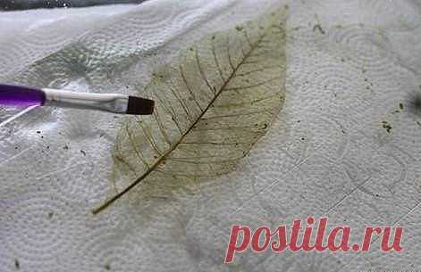 Скелетирование листьев