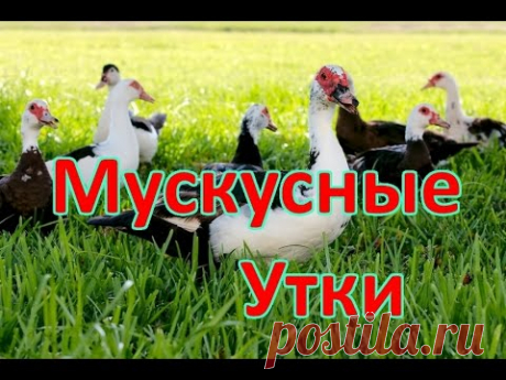 ТЕХНОЛОГИЯ ВЫРАЩИВАНИЯ МУСКУСНЫХ УТОК