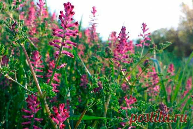 Лекарственное растение Дымянка аптечная (Fumaria officinalis). Однолетнее голое растение с сизо-зеленым налетом. Стебель высотой 10-30 см, разветвленный, с дважды-перистыми листьями. Листочки ланцетные, шириной 2-3 мм. Цветки розовые, у верхушки темно-красные, с зеленым килем, собраны в рыхлые кисти, состоящие из 10-20 и более цветков. Чашелистики уже и в 3 раза короче, чем имеющая в длину 5-8 мм трубка венчика.
 
Местопроизрастание
Пашни, сады, мусорные места, виноградники, залежи.