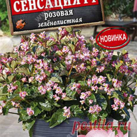Семена. Бегония "Сенсация F1", белая, зеленолистная, однолетник (7 драже в пробирке) в г. Фрязино . Цена 35,00 руб. | Семена