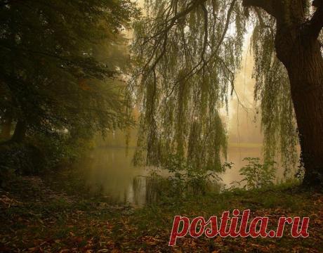 Ковыль незаметный фото