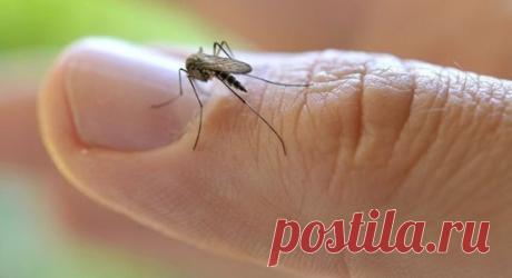 8 убийственных ароматов против комаров. Актуально, как никогда.