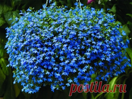 Когда в 2018 году сажать лобелию на рассаду