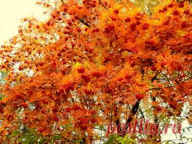 Яндекс.Коллекции