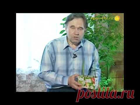 Подращивание детки гладиолусов. Применение агроприемов.