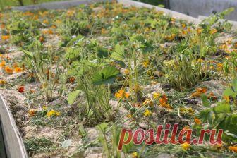 Безжалостная обрезка земляники. | Есть время под солнцем | Яндекс Дзен