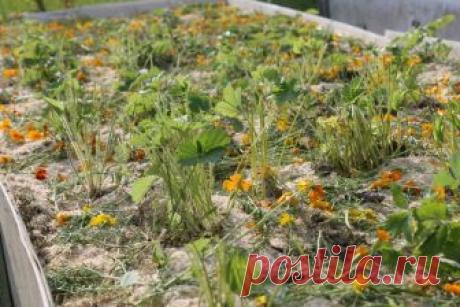 Безжалостная обрезка земляники. | Есть время под солнцем | Яндекс Дзен