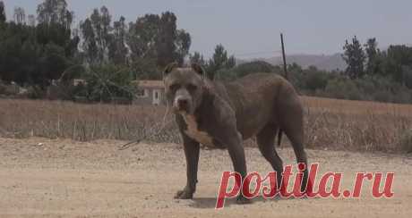 ОГРОМНЫЙ ПИТБУЛЬ НАГОНЯЛ ПУГАЛ ЖИТЕЛЕЙ РАЙОНА. НО ВЗГЛЯНИТЕ, ЧТО ПРОИЗОШЛО, КОГДА ОН ПОПАЛ К СПАСАТЕЛЯМ! — Лап-Ушки.com — любимые животные