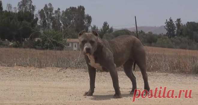 ОГРОМНЫЙ ПИТБУЛЬ НАГОНЯЛ ПУГАЛ ЖИТЕЛЕЙ РАЙОНА. НО ВЗГЛЯНИТЕ, ЧТО ПРОИЗОШЛО, КОГДА ОН ПОПАЛ К СПАСАТЕЛЯМ! — Лап-Ушки.com — любимые животные
