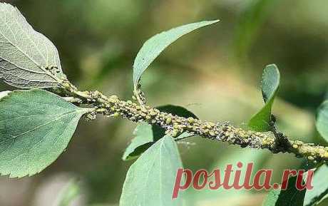 ТЛЯ БОЛЬШЕ НЕ ПОБЕСПОКОИТ