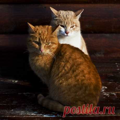 photo: На стрёме | photographer: Евгений Стукалин | WWW.PHOTODOM.COM