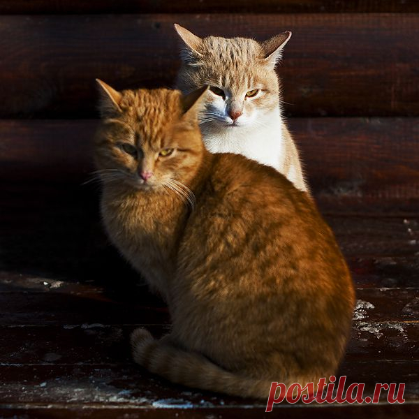 photo: На стрёме | photographer: Евгений Стукалин | WWW.PHOTODOM.COM