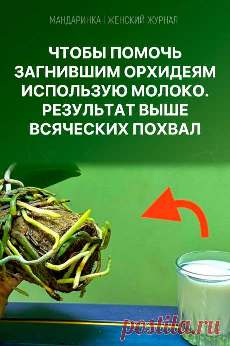 Чтобы помочь загнившим орхидеям использую молоко. Результат выше всяческих похвал