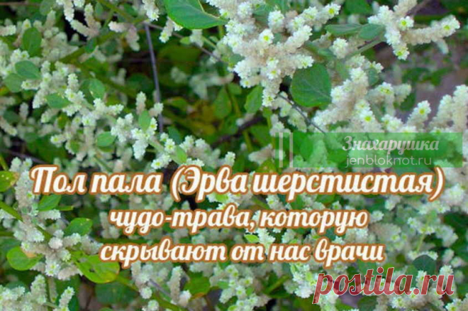 Пол-пала — это хирург без скальпеля Без преувеличения можно сказать: пол-пола спо­собна заменить целую аптеку. Эта трава является мощ­ным стимулятором солевого обмена в организме.