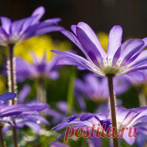 Усадьба | Цветы в саду : Секреты посадки анемоны бланда