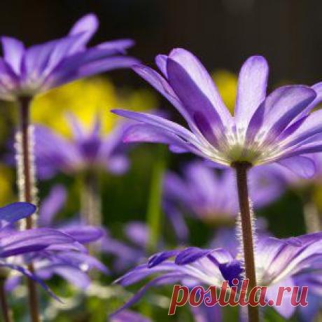 Усадьба | Цветы в саду : Секреты посадки анемоны бланда