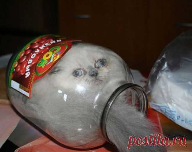 Кошки — это жидкость