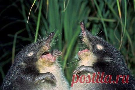 Так вот ты какая -выхухоль!