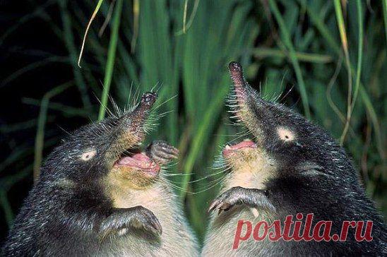 Так вот ты какая -выхухоль!