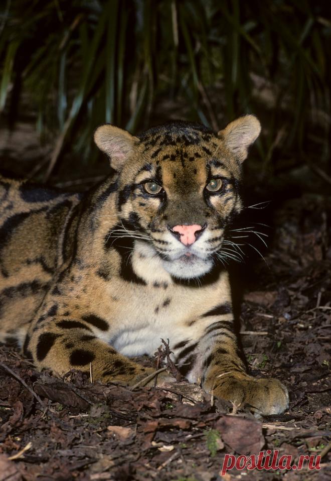 MCL014.jpg | Терри Уиттакер Фотография