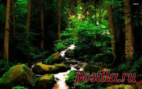 дикая природа картинки: 22 тыс изображений найдено в Яндекс.Картинках