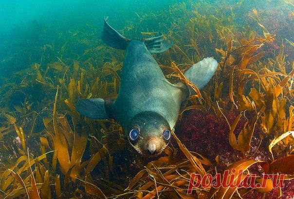 Щенок морского котика. Заповедник «Командорский», остров Беринга. Автор фото – Андрей Сидоров: nat-geo.ru/photo/user/31857/