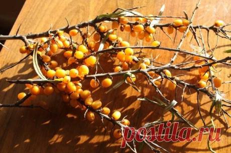 Сок из облепихи и облепиховое масло. 
Конец октября, начало ноября – самое время собирать облепиху. Именно к этому времени плоды облепихи накапливают максимальное количество витаминов и масла. 
Получить сок из облепихи довольно просто. Но это не самое ценное в этом продукте, хотя ценность облепихового сока сомнению не подлежит. Масло – вот то, ради чего стоит повозиться. 
Итак, мы хотим получить и сок и масло. Для этого надо разделить собственно сок от жома и семян, в кото...